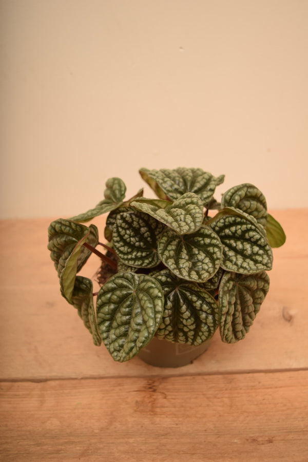 Peperomia caperata 'Burbella'