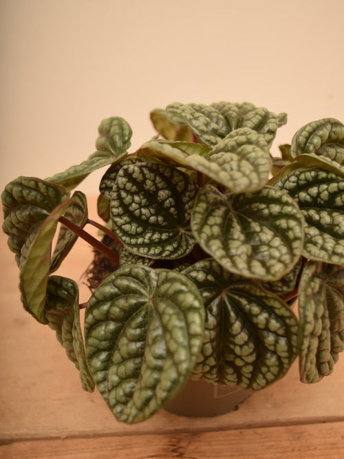 Peperomia caperata 'Burbella'