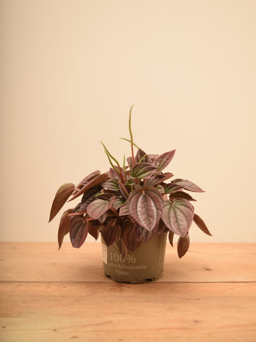 Peperomia caperata 'Cayenne'