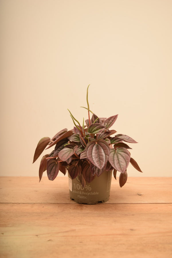 Peperomia caperata 'Cayenne'