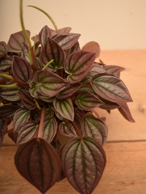 Peperomia caperata 'Cayenne'