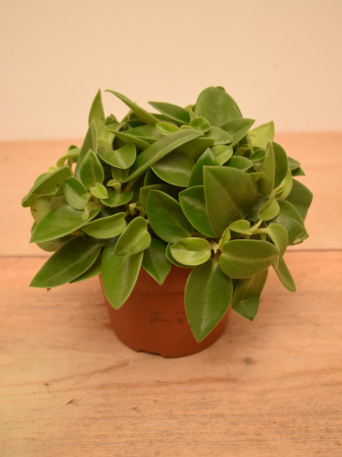 Peperomia orba