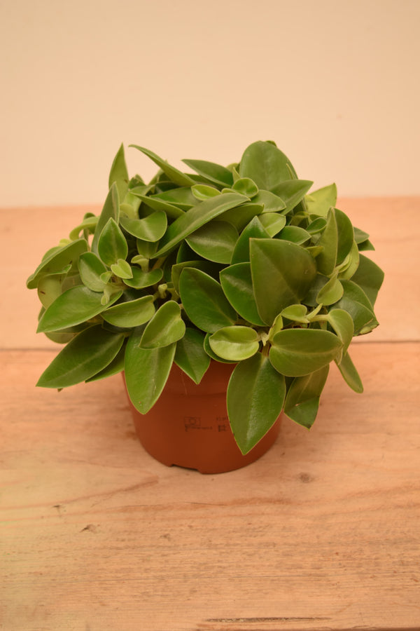Peperomia orba
