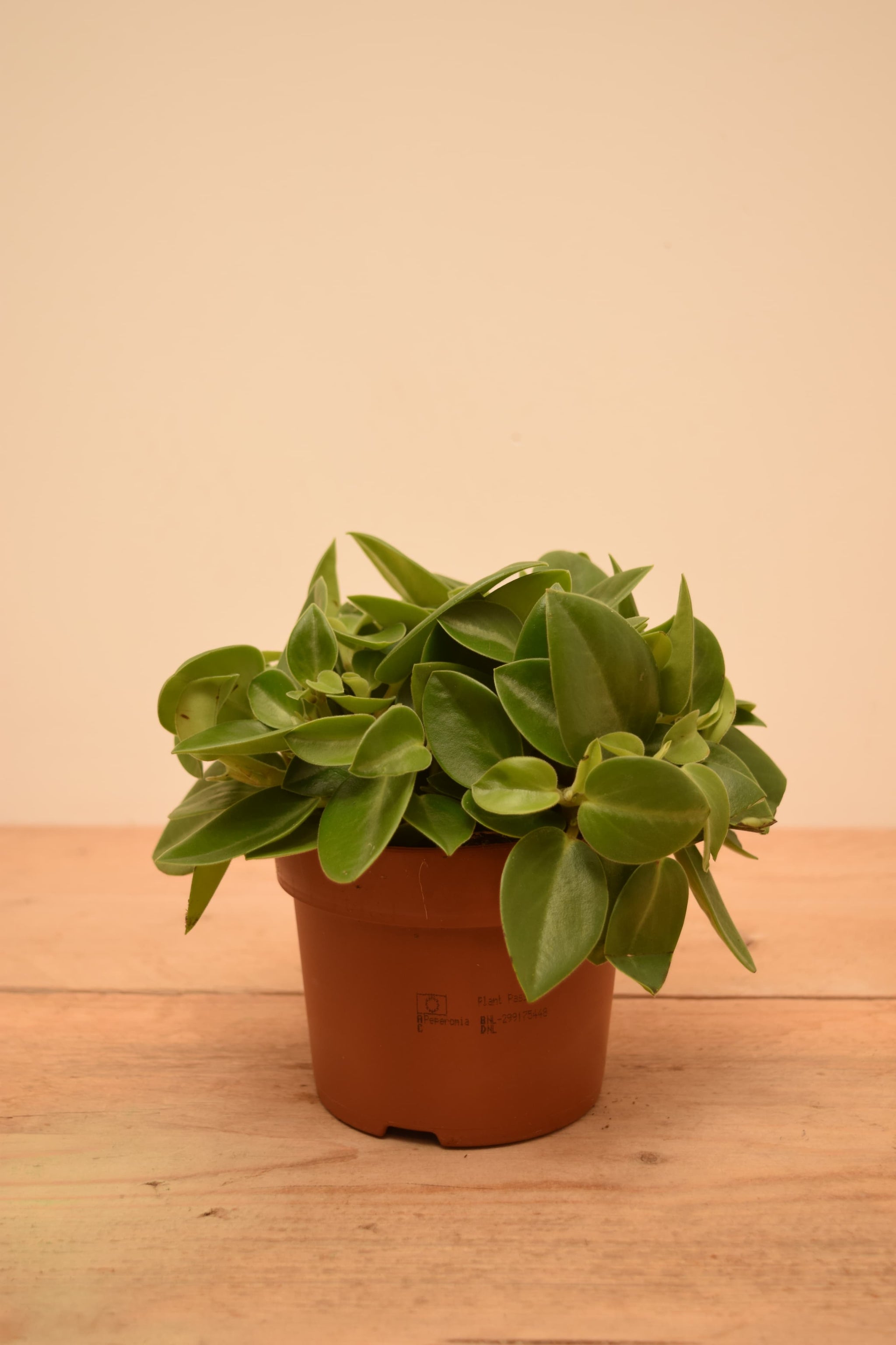 Peperomia orba