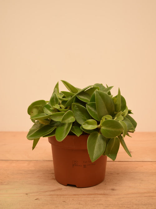 Peperomia orba
