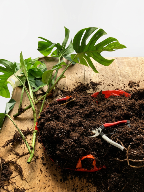 Thursday 4th June - An Evening of Repotting & Propagation @ Bill's Exeter