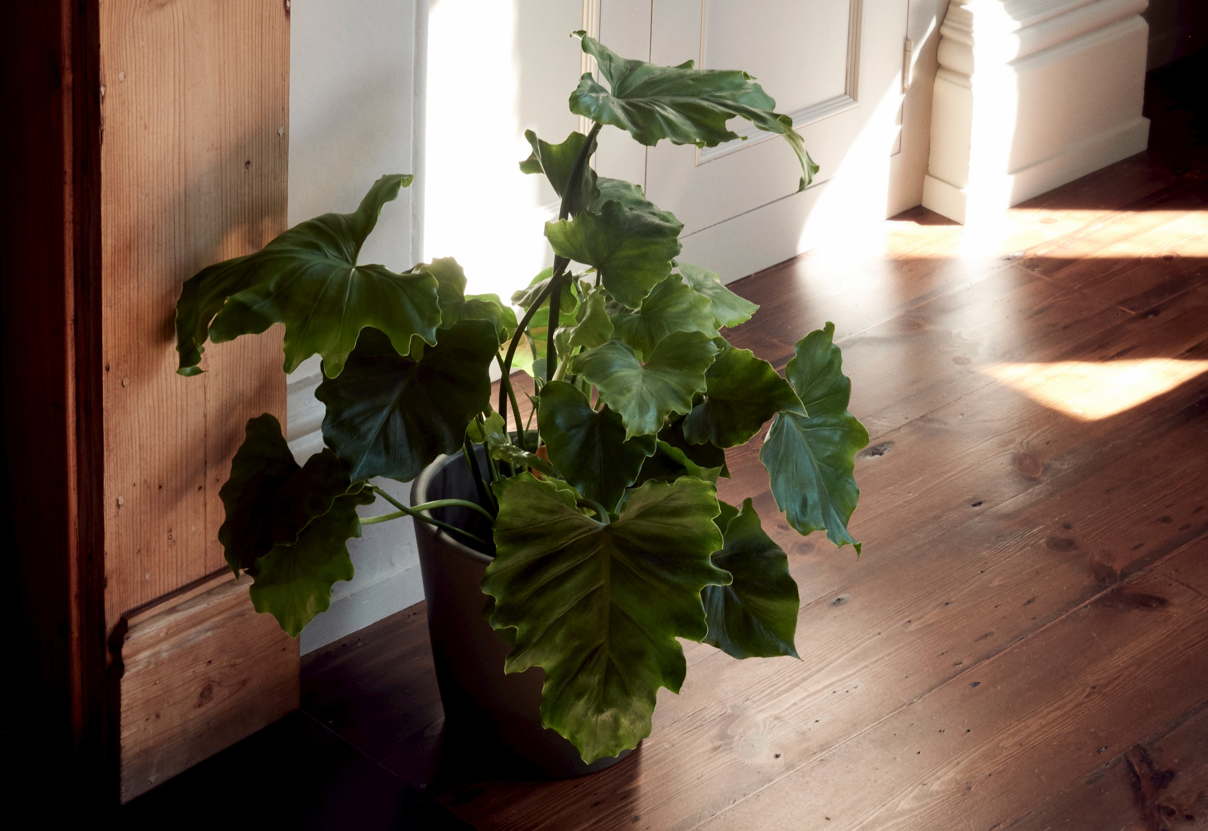 House plants and accessories | Exeter | Hutch Houseplants