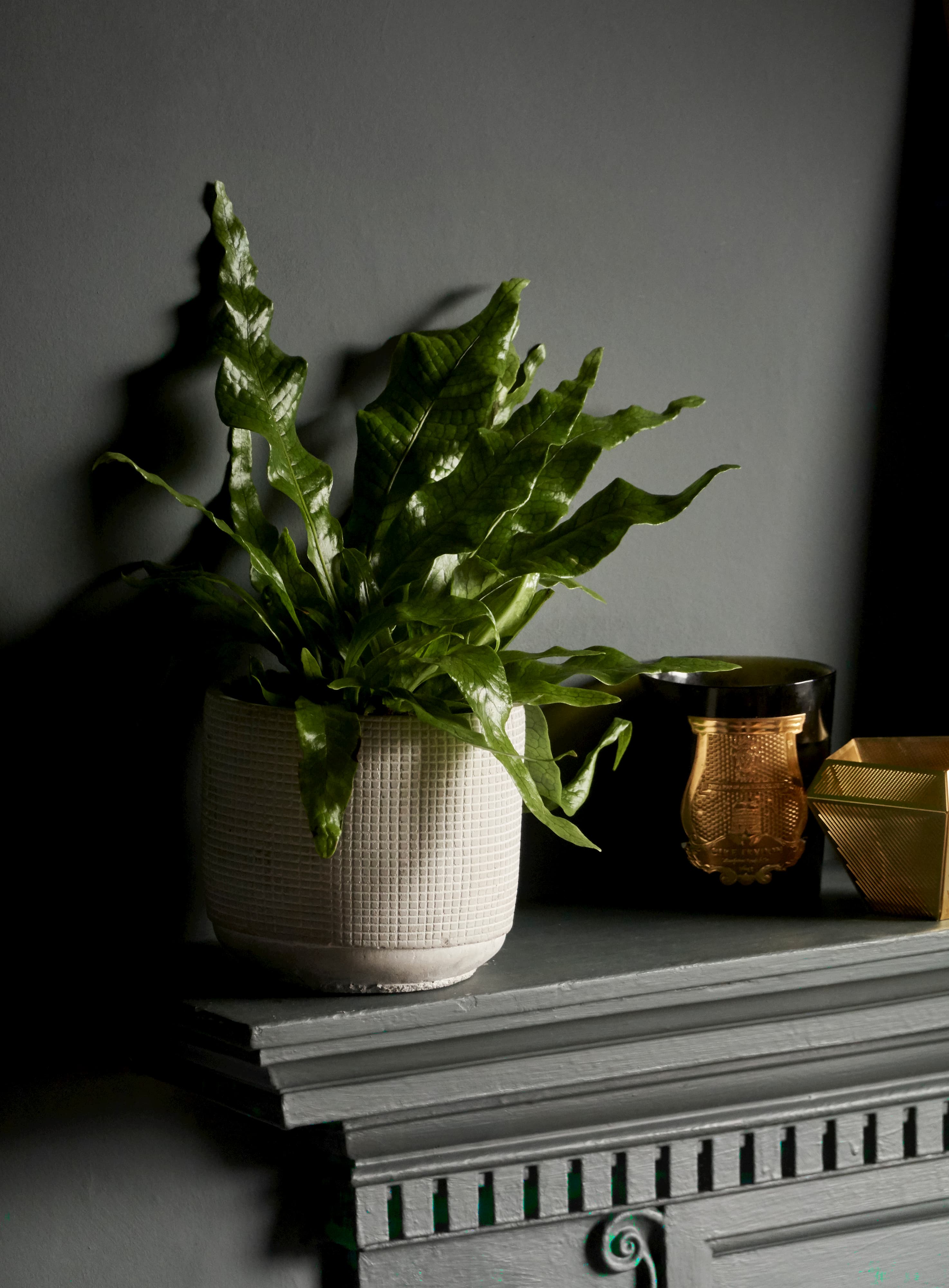 House plants and accessories | Exeter | Hutch Houseplants