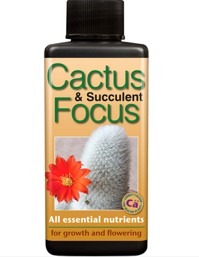 Cactus and Succulent Focus