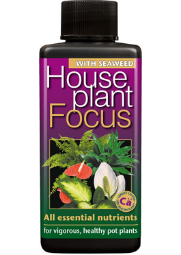 Houseplant Focus