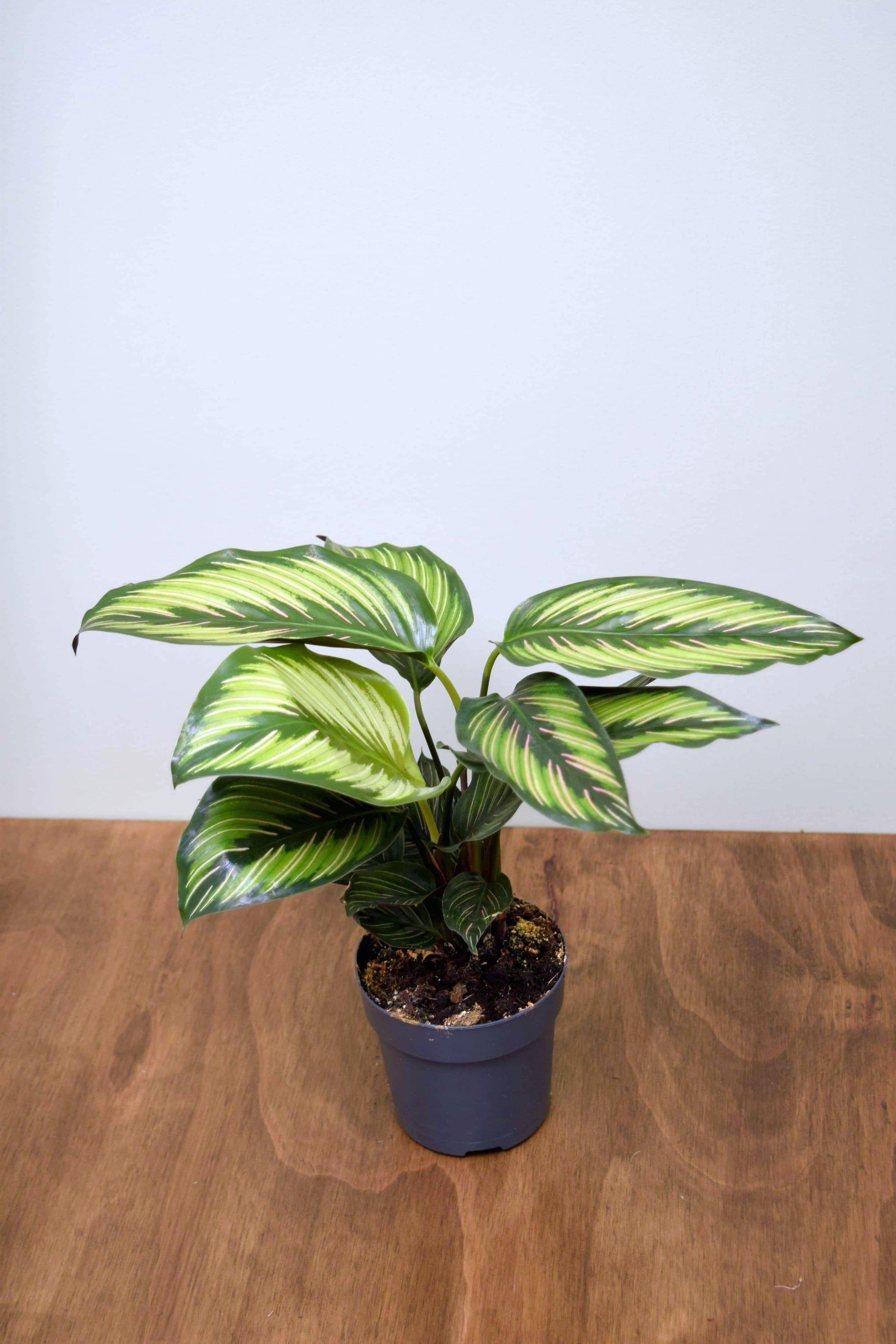 Goeppertia ornata 'Beauty Star'