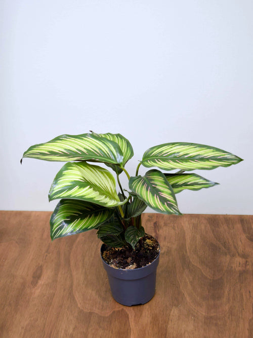 Goeppertia ornata 'Beauty Star'