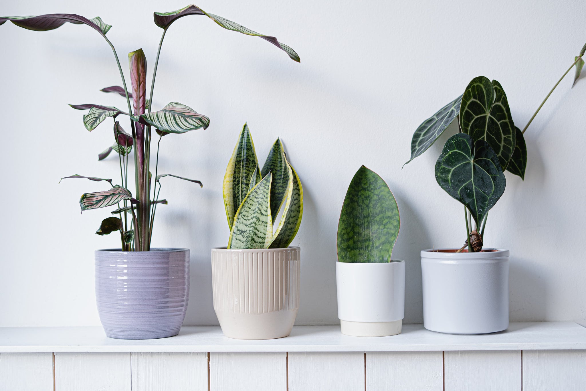 'Surprise Me' Bundle