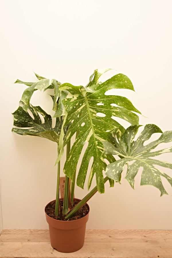 Monstera deliciosa 'Thai Constellation'