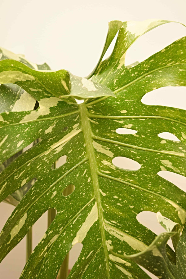 Monstera deliciosa 'Thai Constellation'