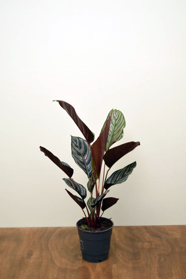 Goeppertia ornata 'Sanderiana'