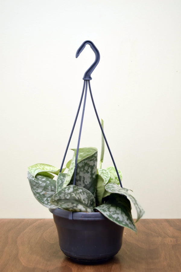 Scindapsus pictus 'Trebie'