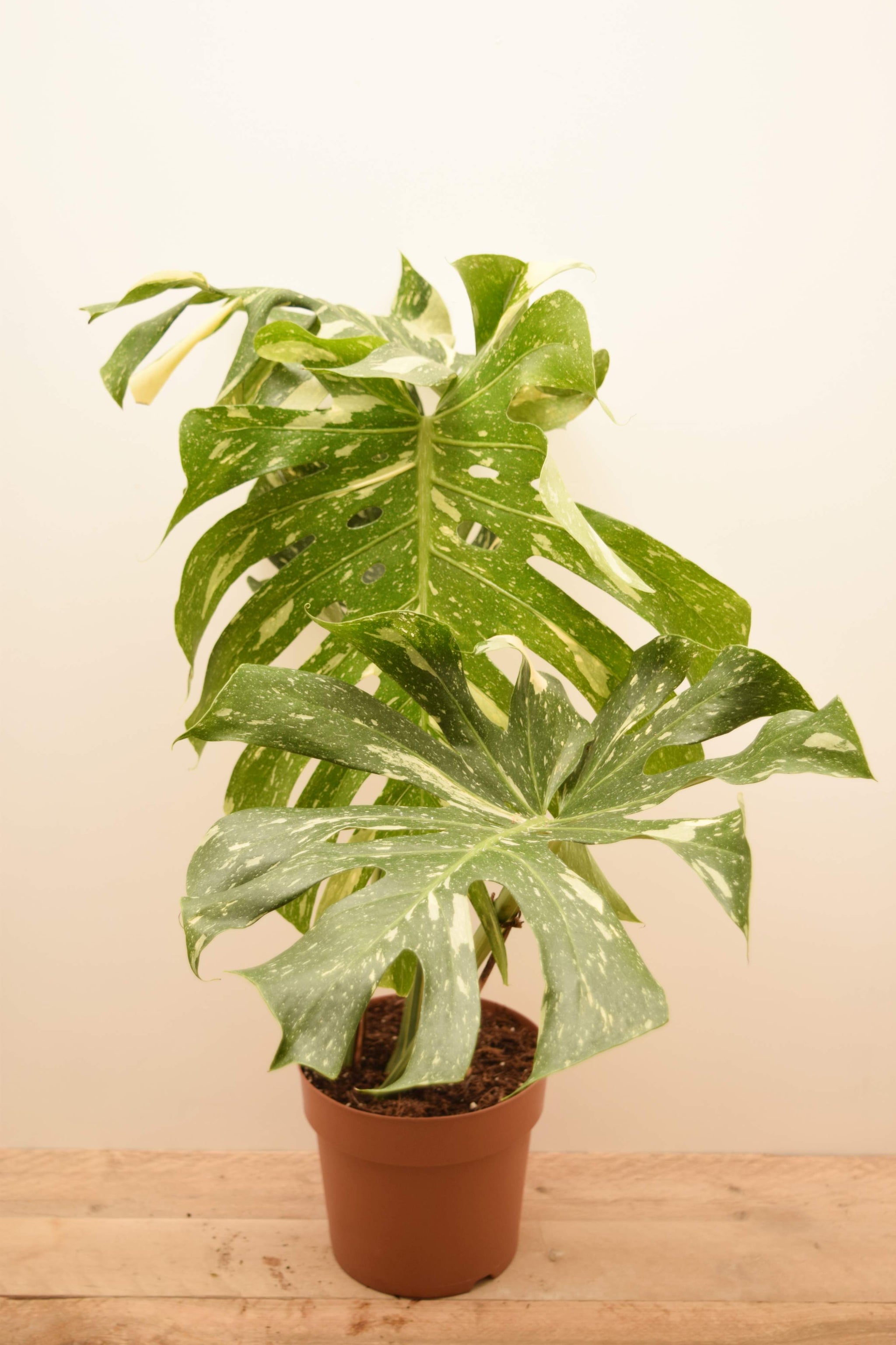 Monstera deliciosa 'Thai Constellation'