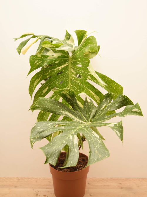 Monstera deliciosa 'Thai Constellation'
