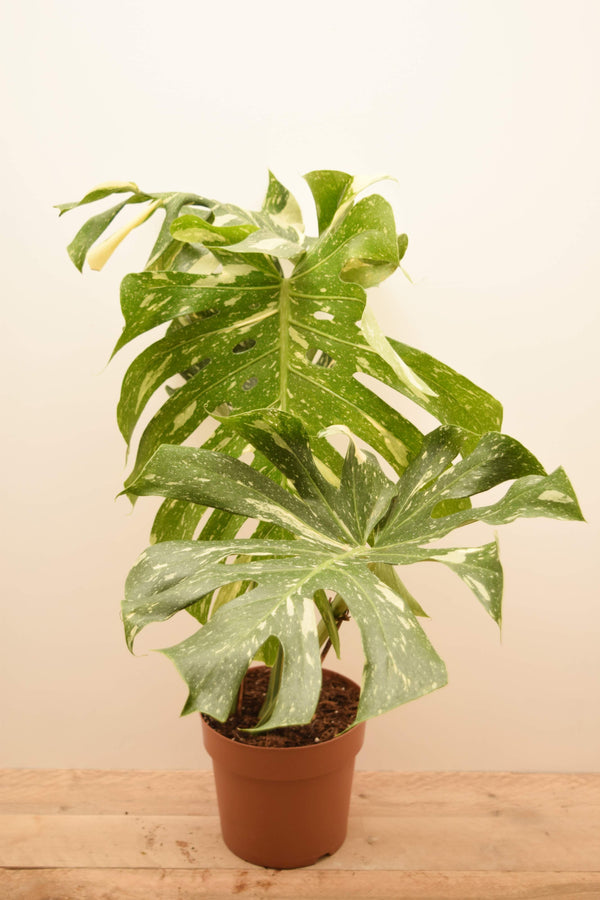 Monstera deliciosa 'Thai Constellation'