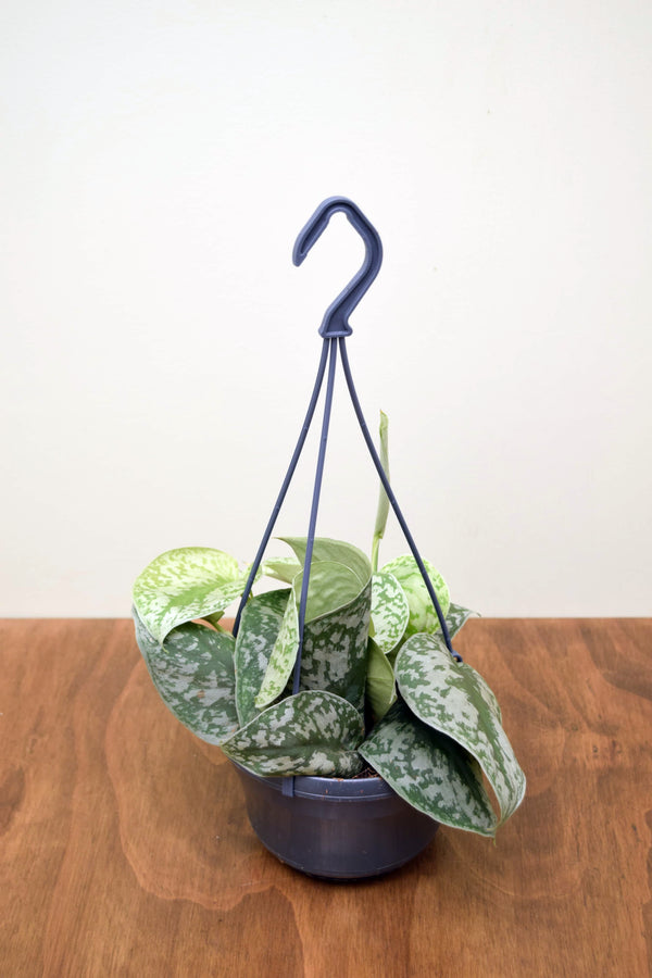 Scindapsus pictus 'Trebie'