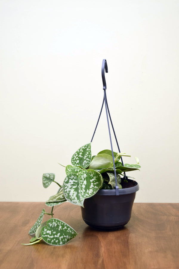 Scindapsus pictus 'Argyraeus'