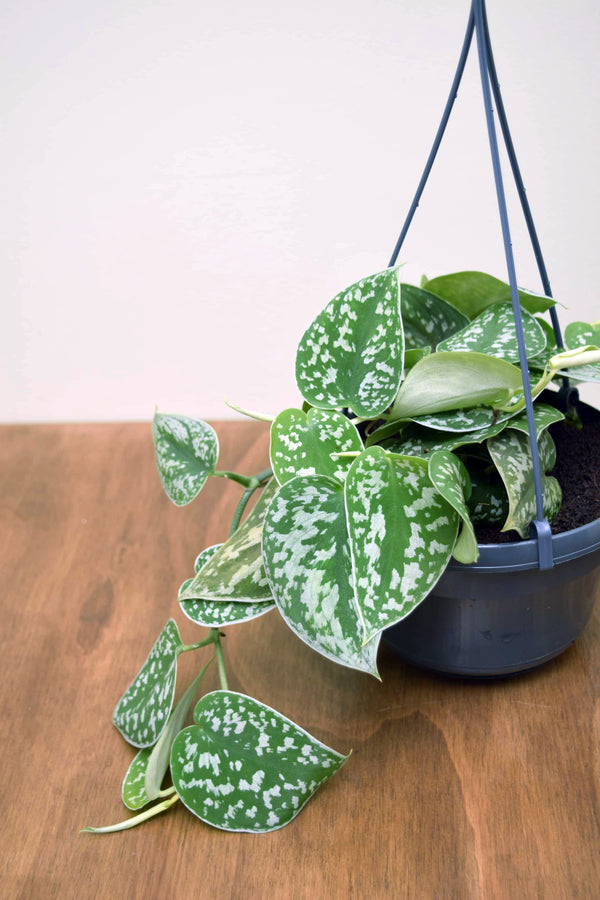 Scindapsus pictus 'Argyraeus'