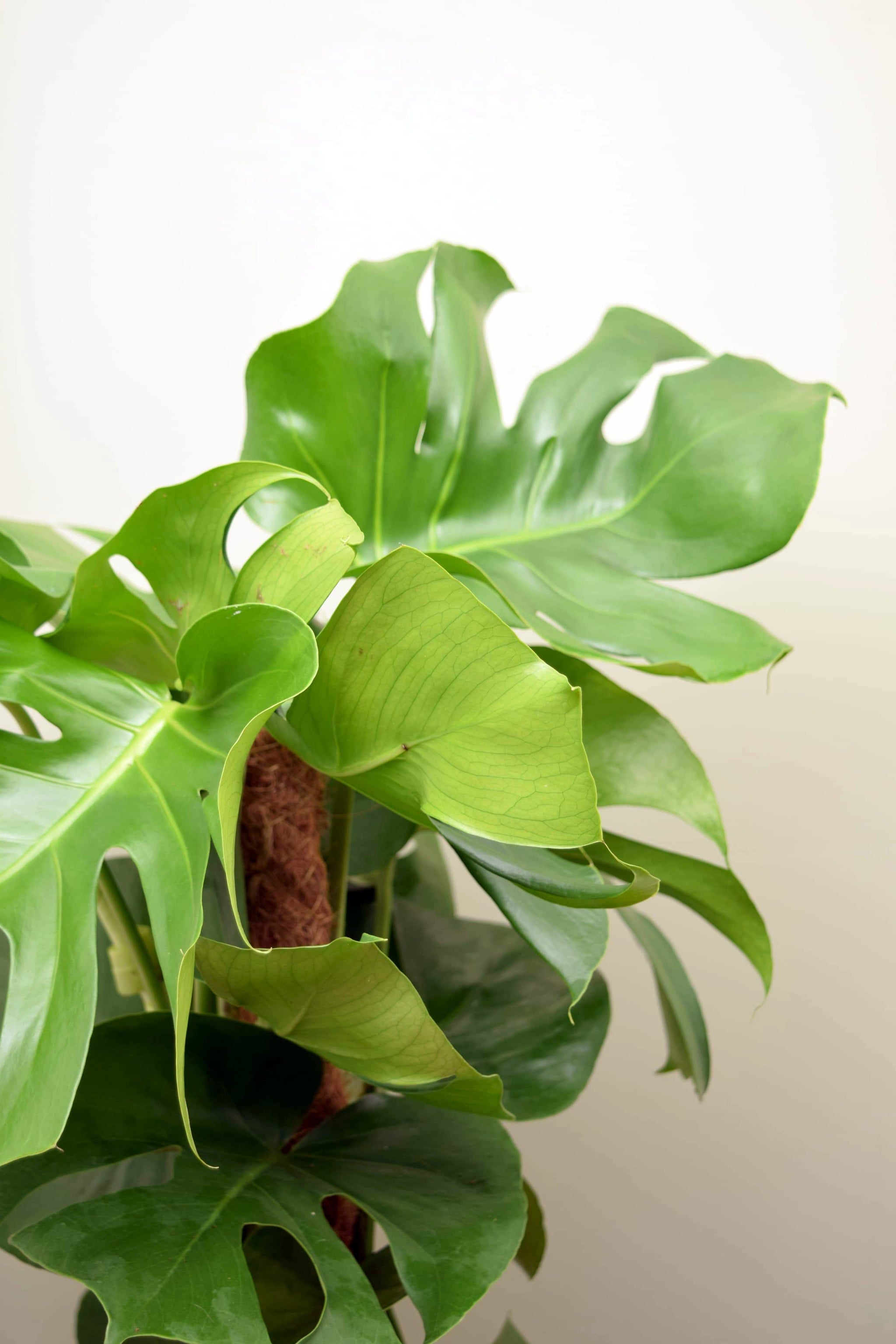 swiss cheese plant uk Monstera deliciosa