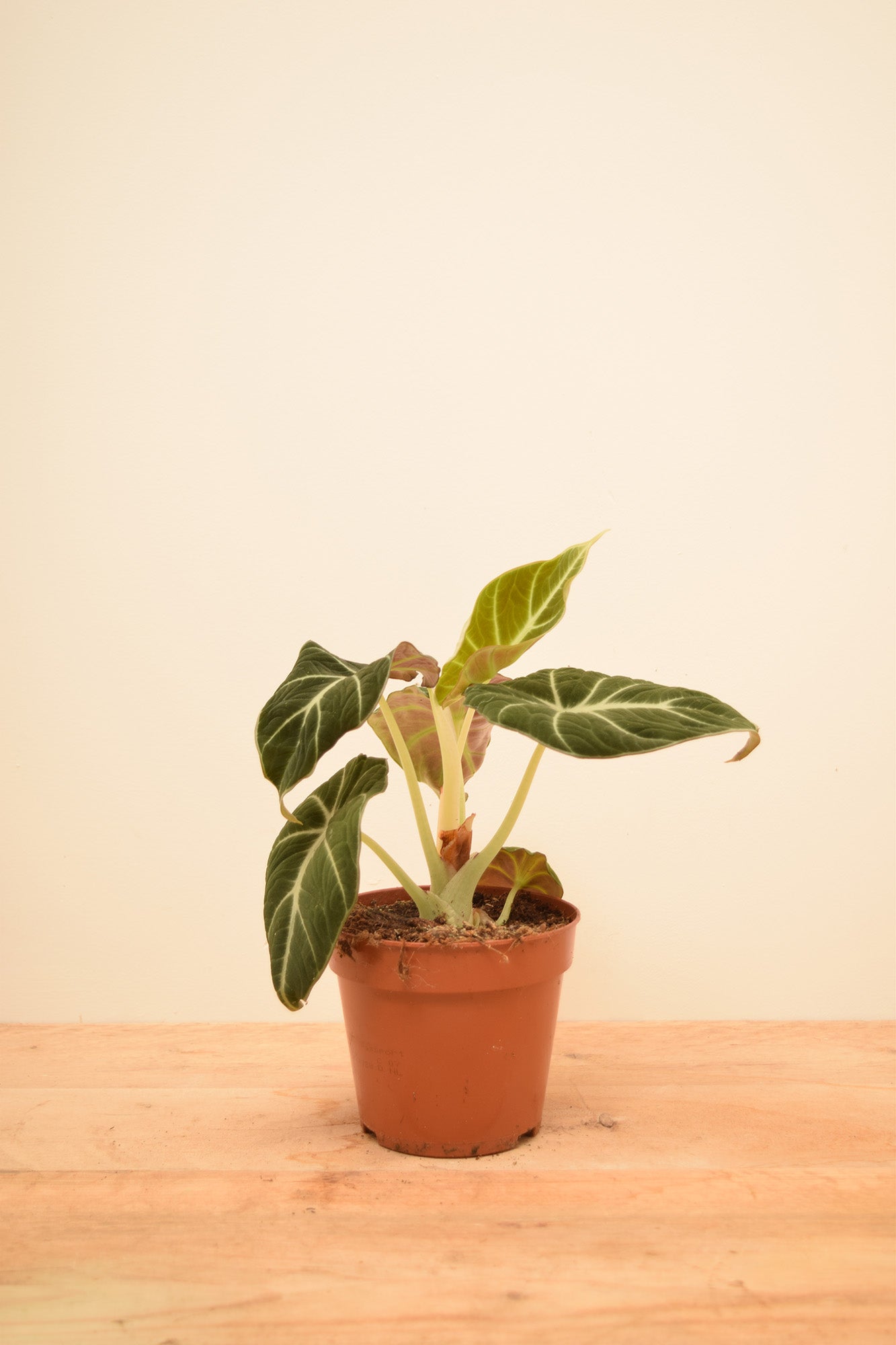 Alocasia reginula 'Black Velvet'