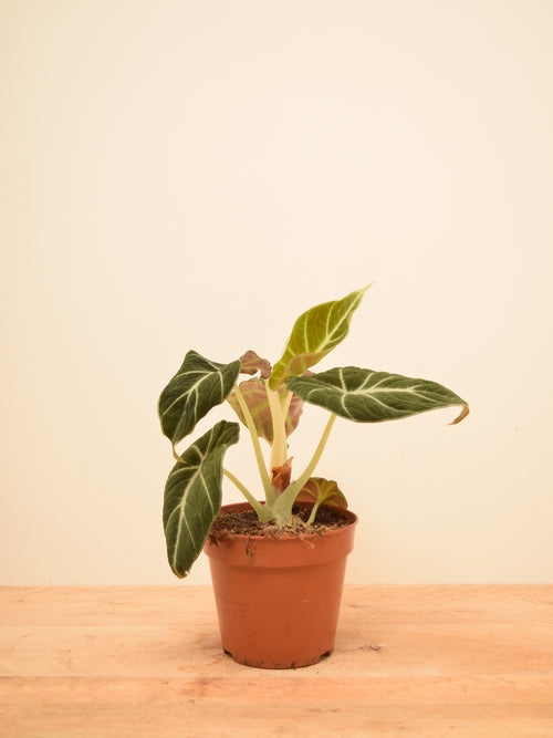 Alocasia reginula 'Black Velvet'