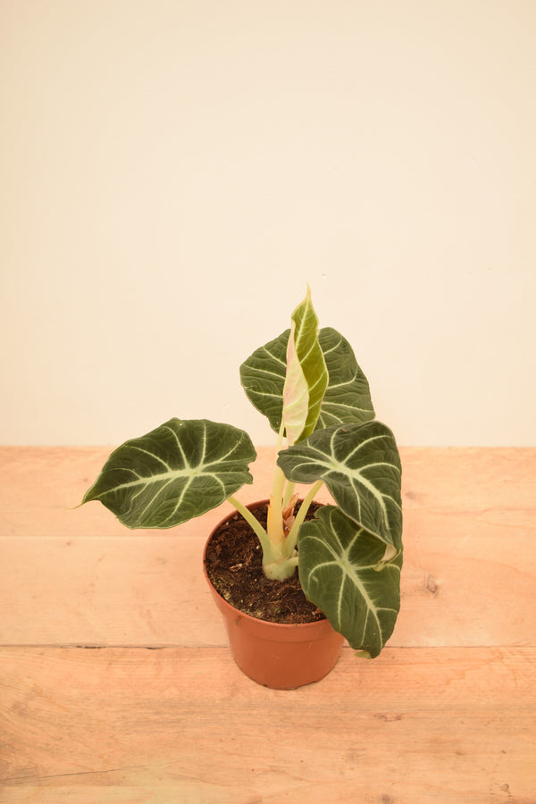 Alocasia reginula 'Black Velvet'