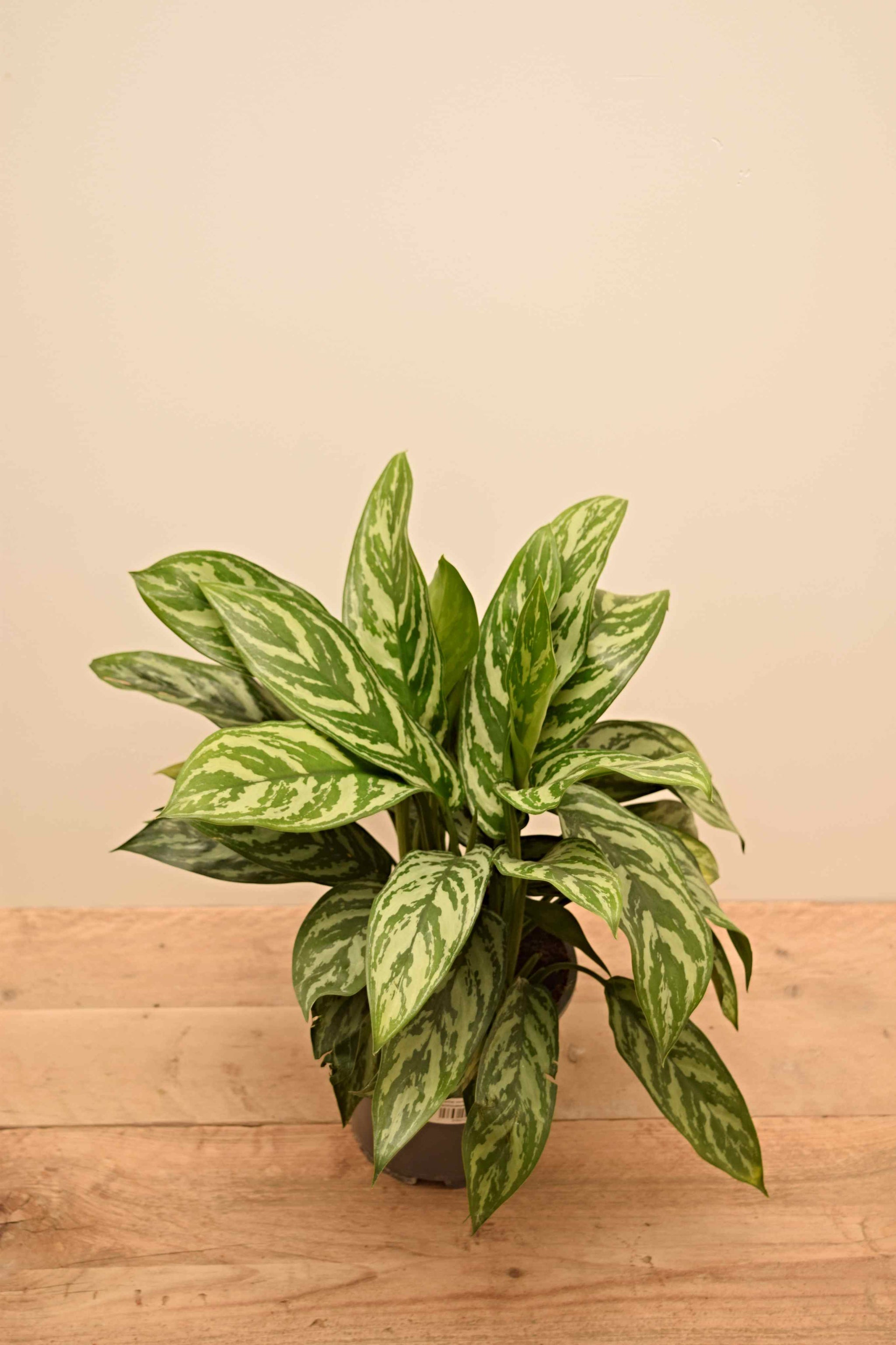 aglaonema commutatum & 39 Aglaonema commutatum 'Maria'
