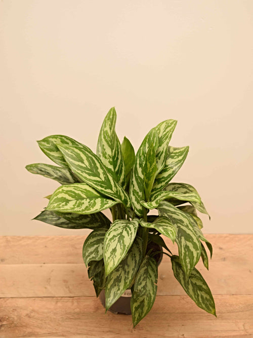 Aglaonema commutatum 'Maria'