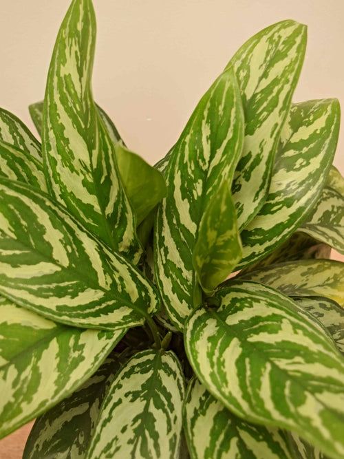 Aglaonema commutatum 'Maria'