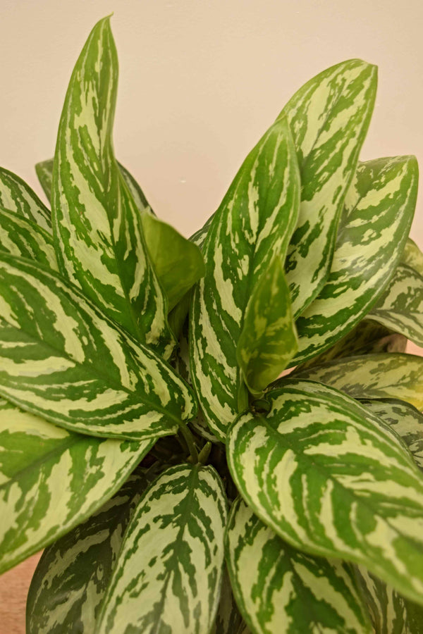 aglaonema commutatum maria Aglaonema commutatum 'Maria'
