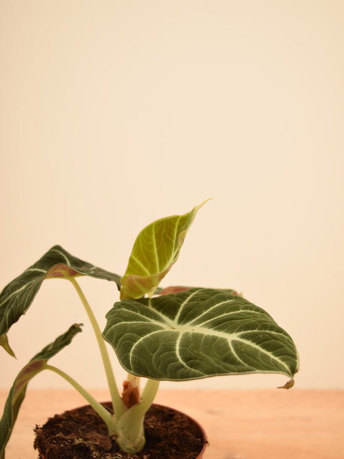 Alocasia reginula 'Black Velvet'