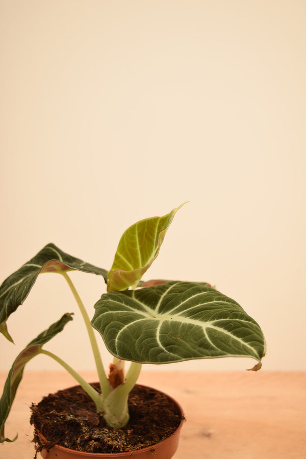 Alocasia reginula 'Black Velvet'