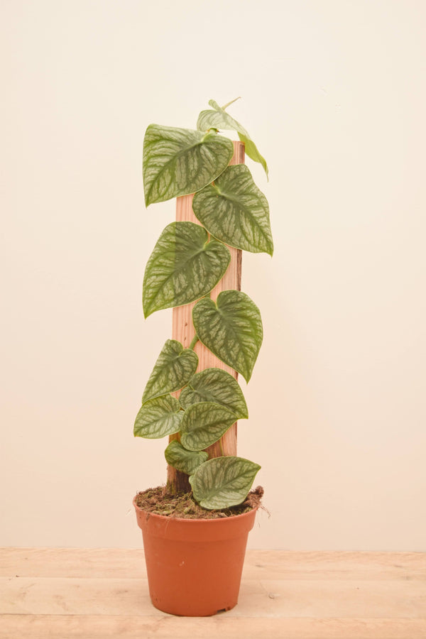 monstera dubia maturity Monstera dubia