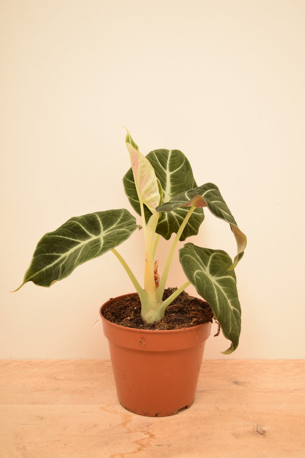 Alocasia reginula 'Black Velvet'