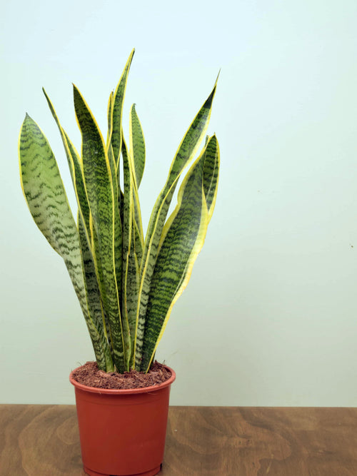Sansevieria trifasciata laurentii