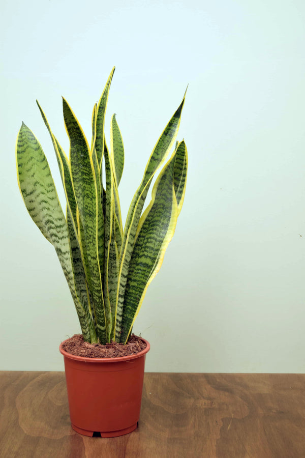 Sansevieria trifasciata laurentii