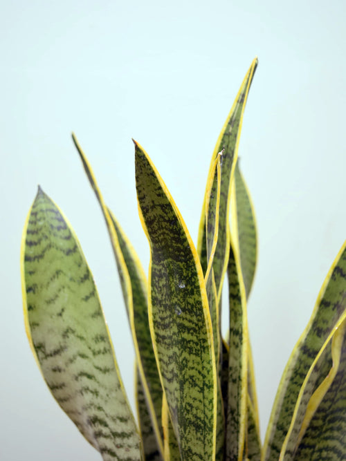 Sansevieria trifasciata laurentii