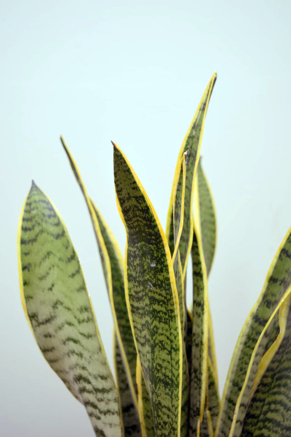 leaning snake plant Sansevieria trifasciata laurentii