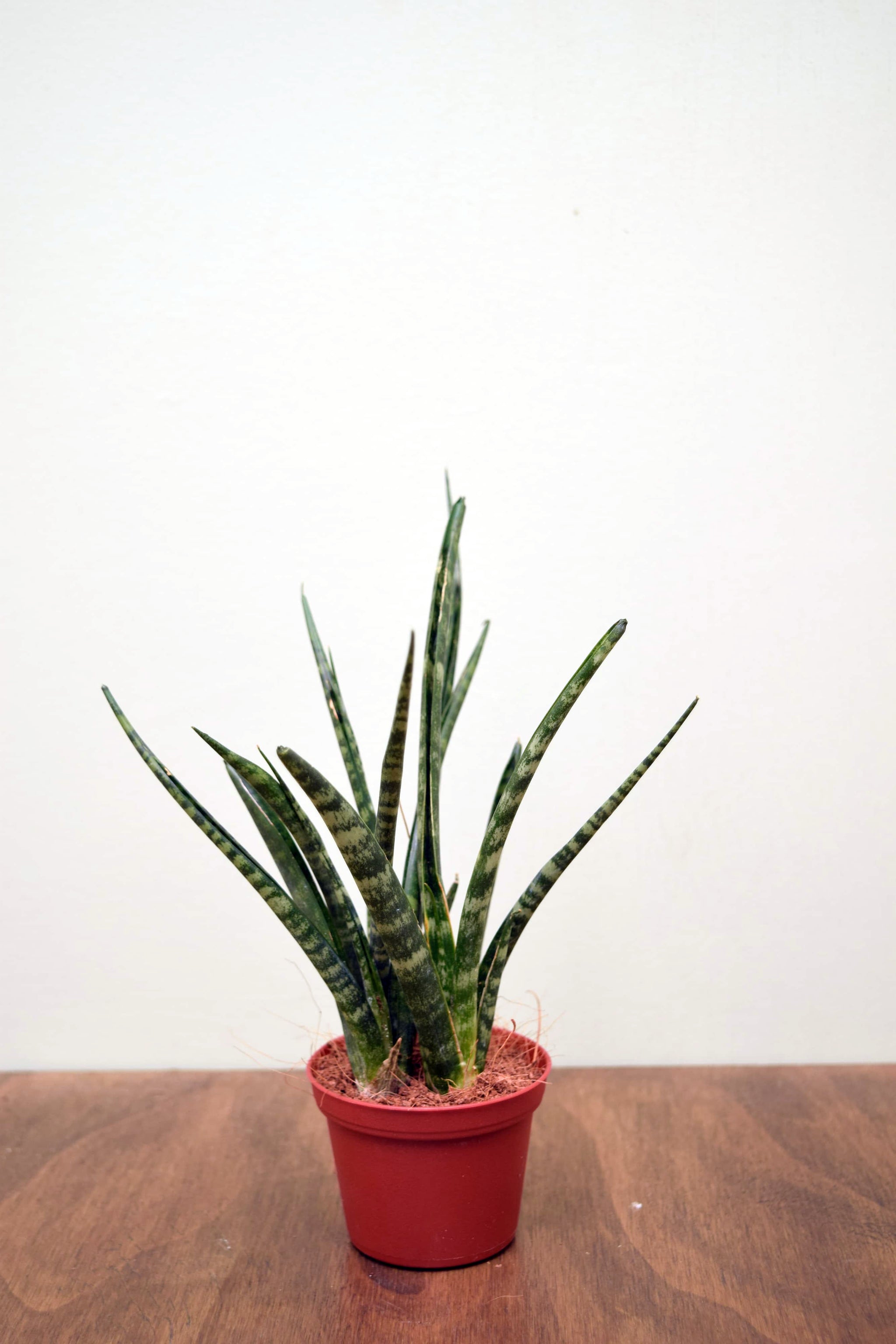 Sansevieria 'Fernwood'