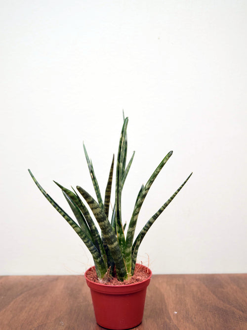 Sansevieria 'Fernwood'
