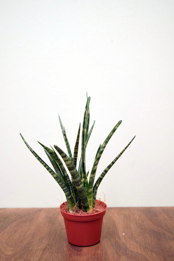 Sansevieria 'Fernwood'