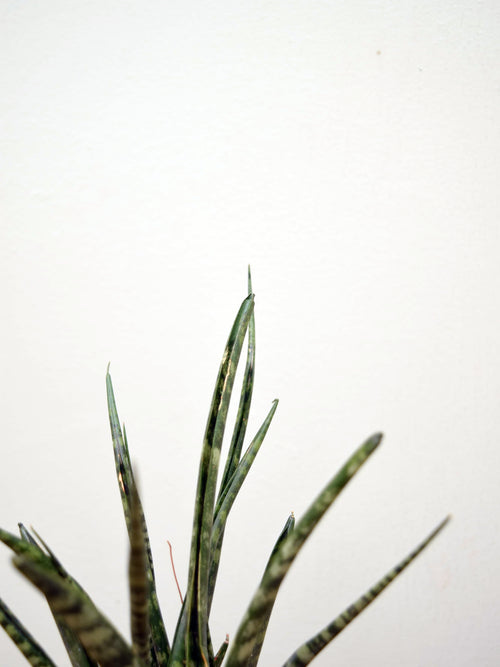 Sansevieria 'Fernwood'