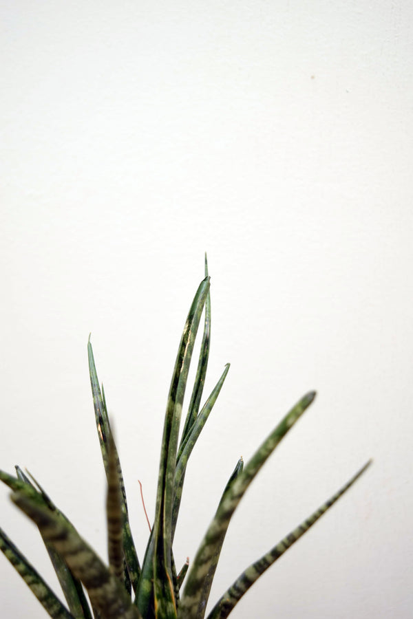 Sansevieria 'Fernwood'