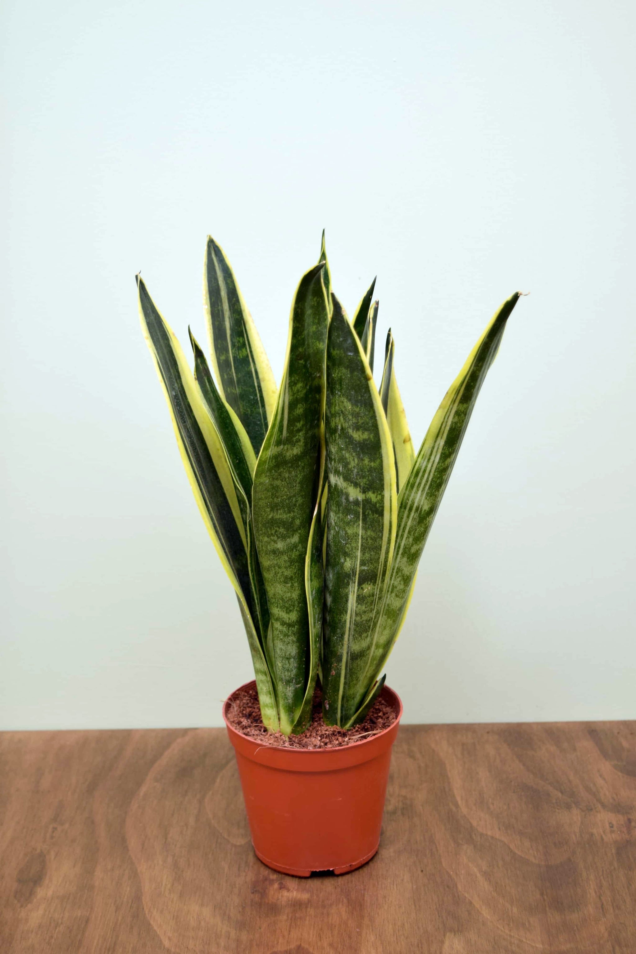 Sansevieria trifasciata 'Canary'