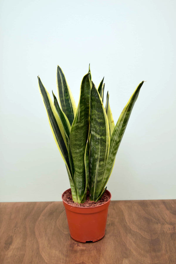 Sansevieria trifasciata 'Canary'